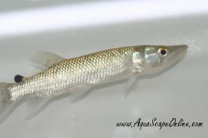 African Pike 5"-6" (Hesetus Odoe)